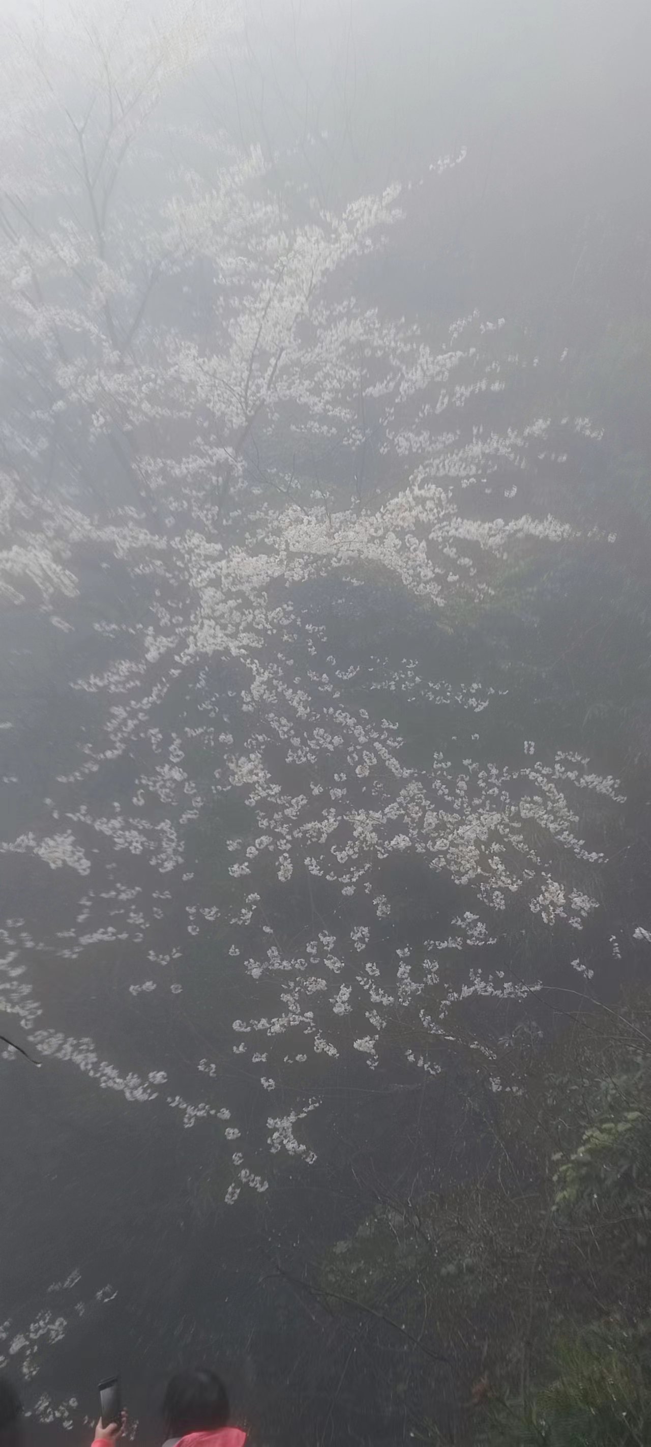 花滿幽谷，鳥鳴山澗-2023年工會(huì)活動(dòng)游記